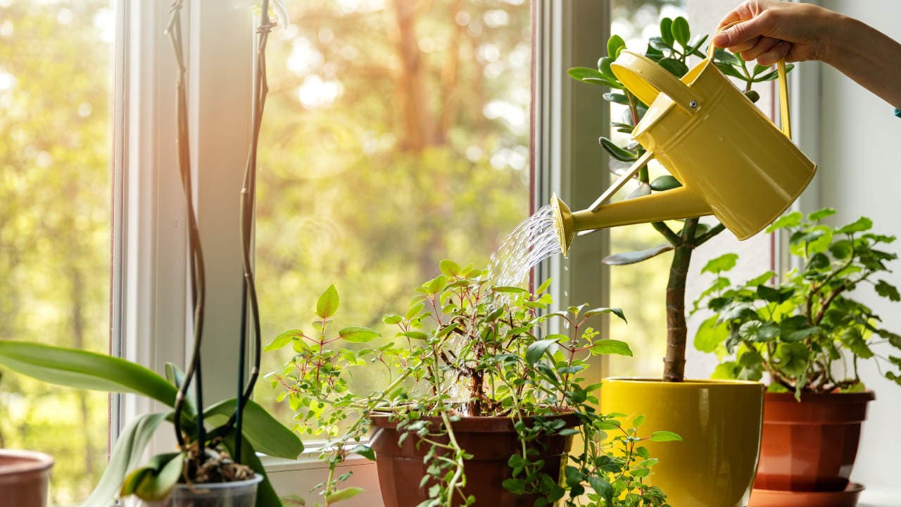 Blumen werden mit sauberem Wasser aus einem VISION AQUA Wasserfilter gegossen