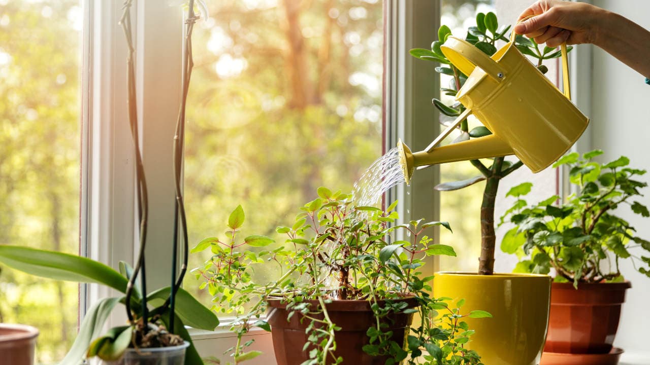 VISION AQUA Wasserfilter - Anwendungsbereich Blumen gießen Blumen werden mit sauberem Wasser aus einem VISION AQUA Wasserfilter gegossen