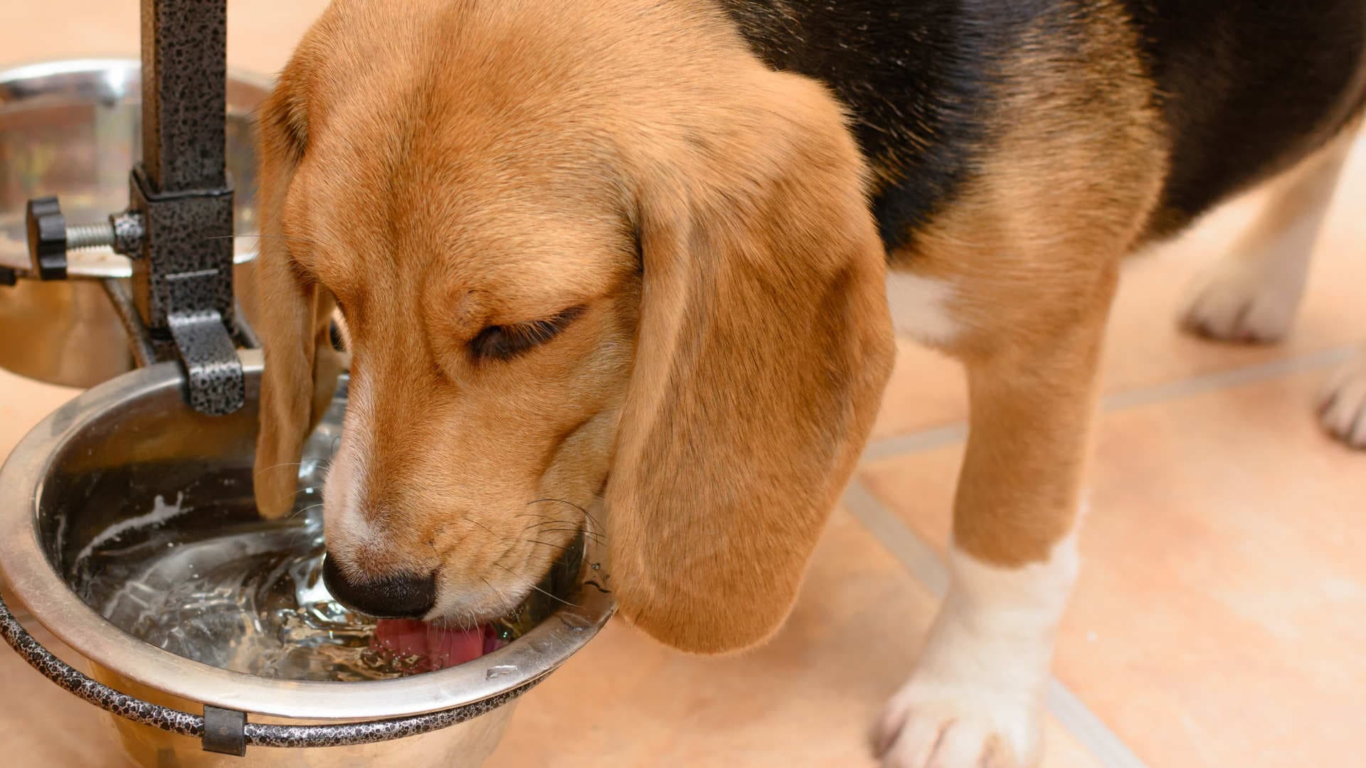 Hund trinkt sauberes Wasser von VISION AQUA