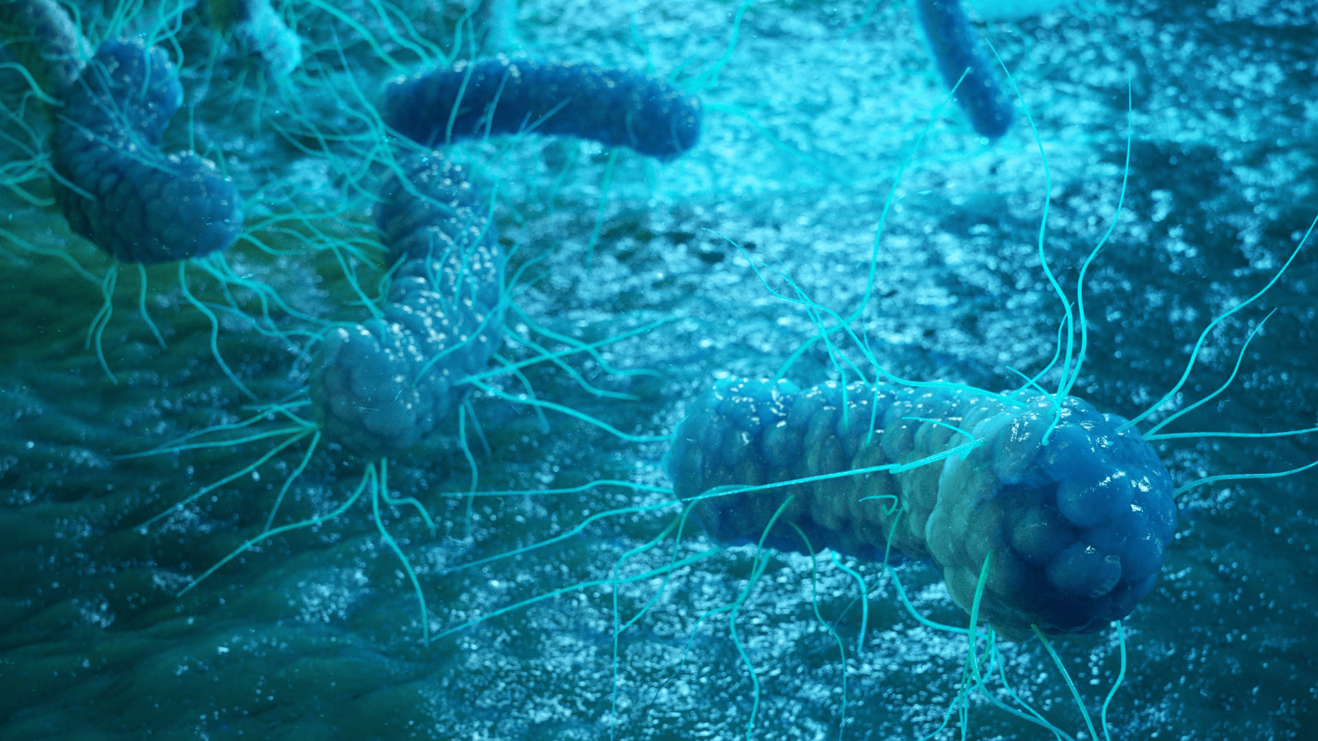 Legionellen und Biofilme – Hartnäckig im Wassersystem Legionellen sind im Wasser verteilt.