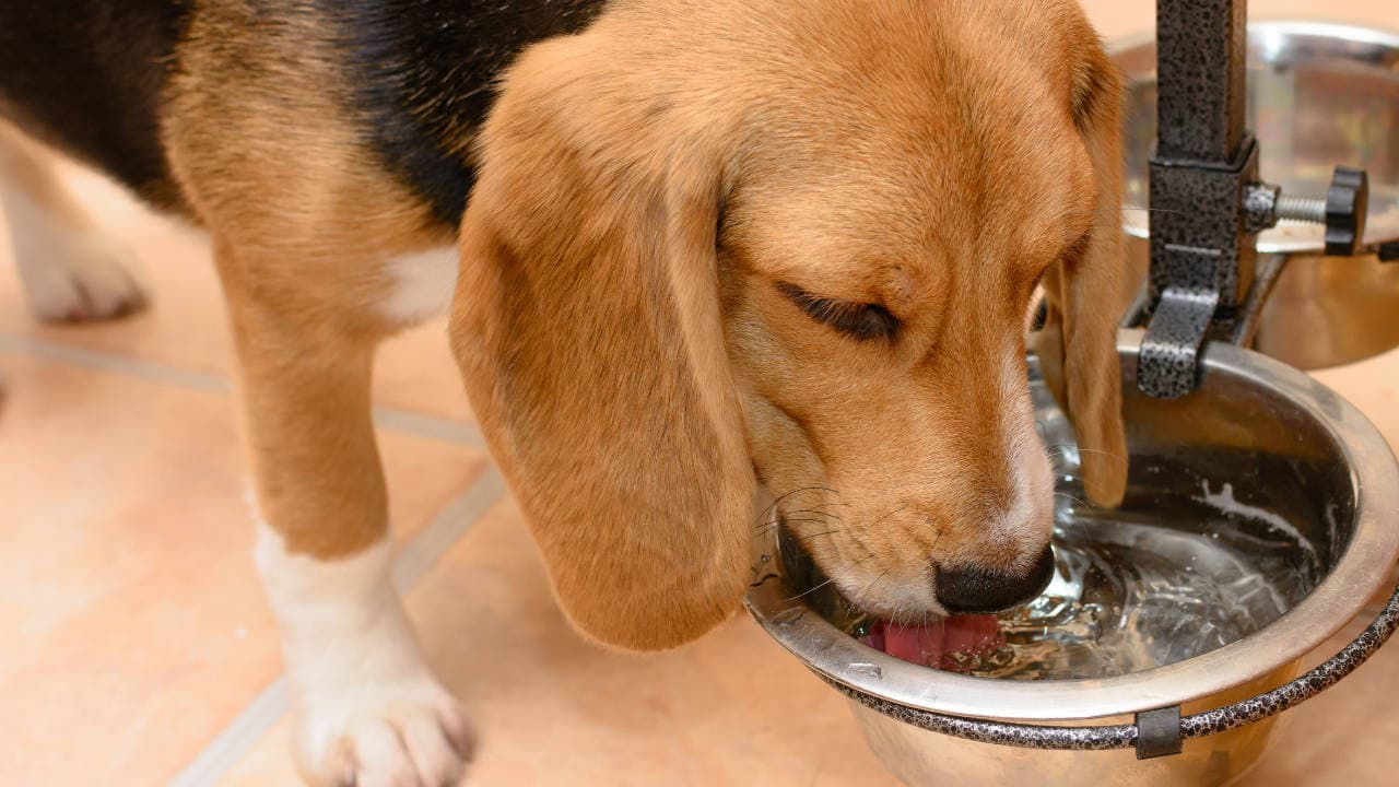 hund trinkt sauberes Wasser vom VISION AQUA Wasserfilter aus einem Fressnapf