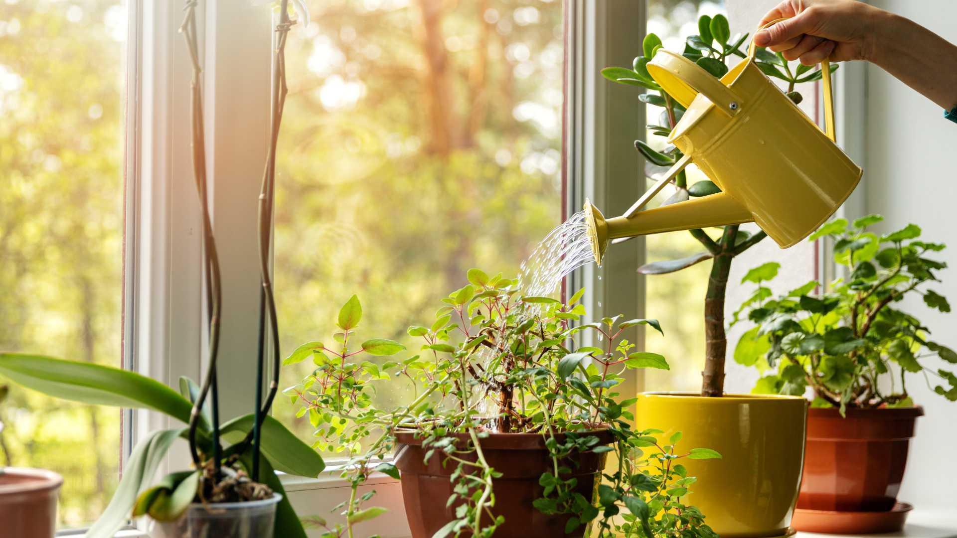 Blumen werden mit sauberem Wasser von VISION AQUA gegossen